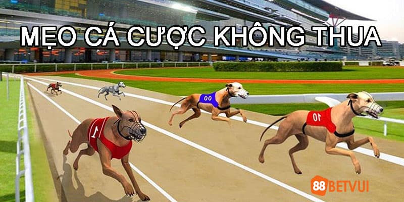 Mẹo cá cược không thua